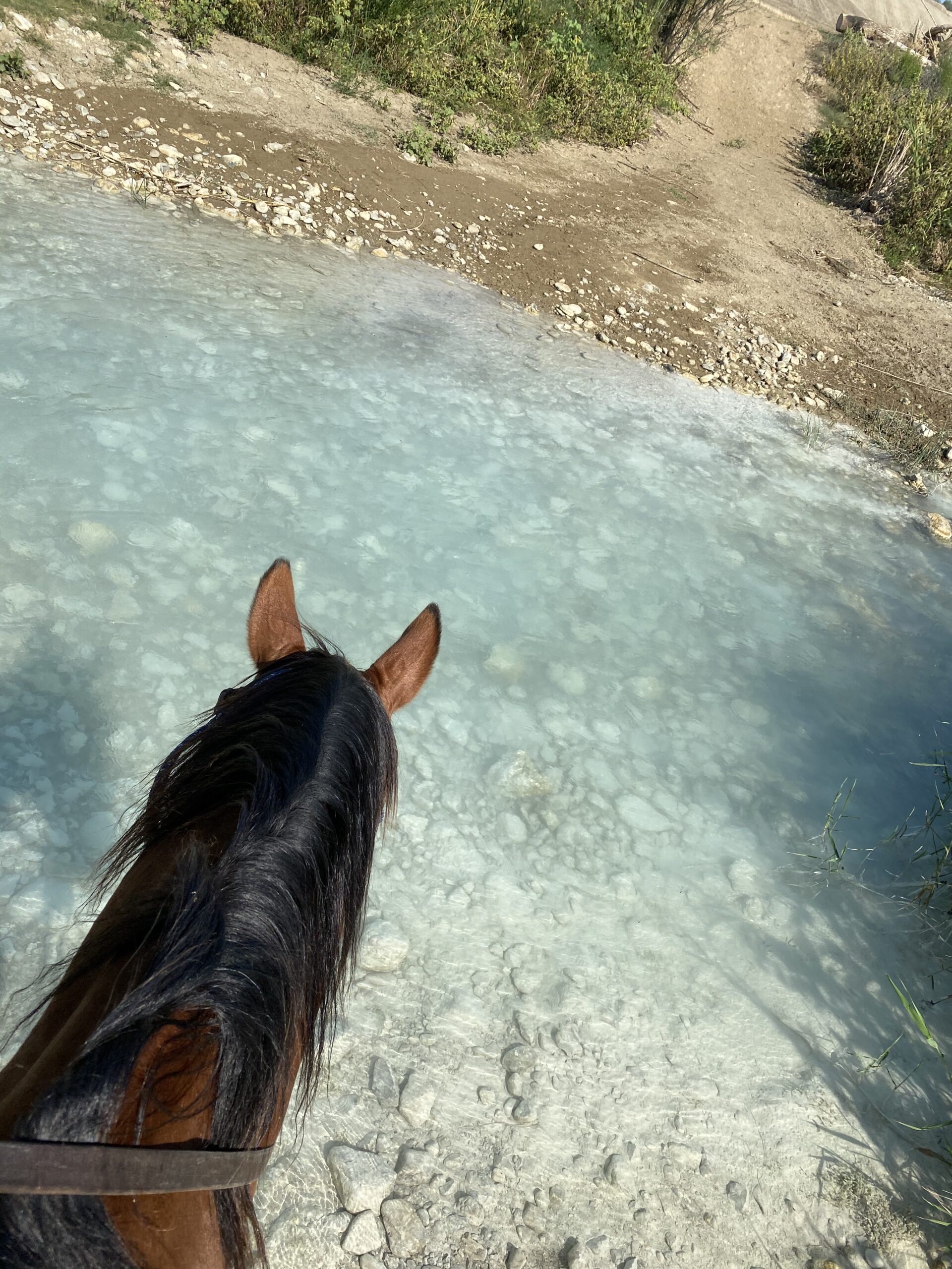 walks-a-cavalry