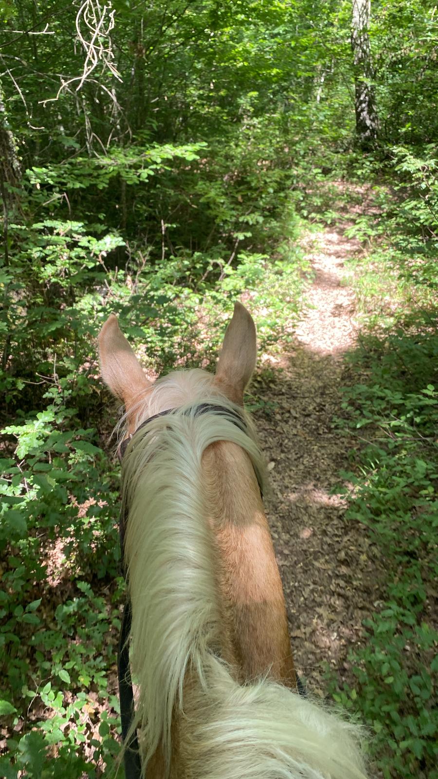 4-passeggiata-a-cavallo-agricola-le-piane